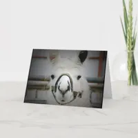 Llama Card