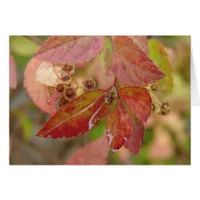 Rain Drops on Autumn Leaves
