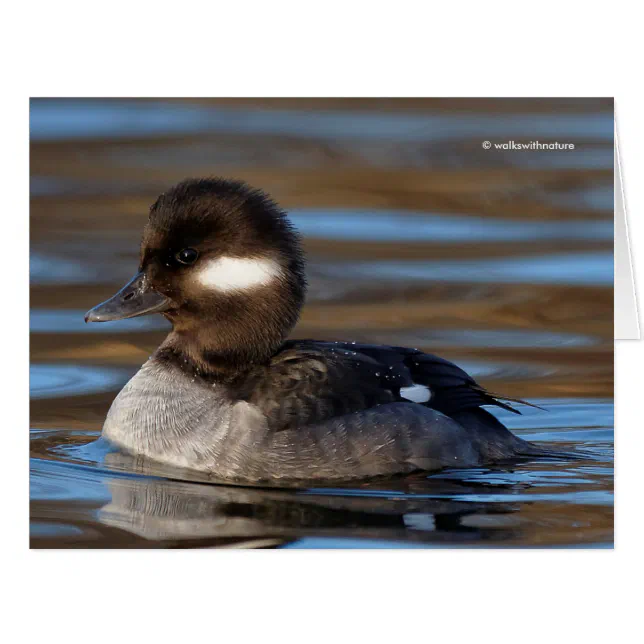 Cute Bufflehead Duck on Sunlit Waters