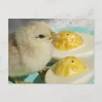 Cute Chick and Deviled Eggs  Postcard