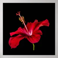 Tropical Paradise Red Hibiscus Flower & Black Poster