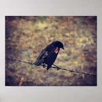 Red Wing Blackbird Poster