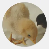 Chick Close Up Classic Round Sticker