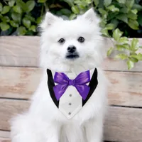 Black Tuxedo Suit Purple Bow Tie Pet Bandana Collar