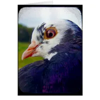 Pigeon