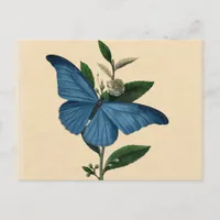 Blue Butterfly Postcard