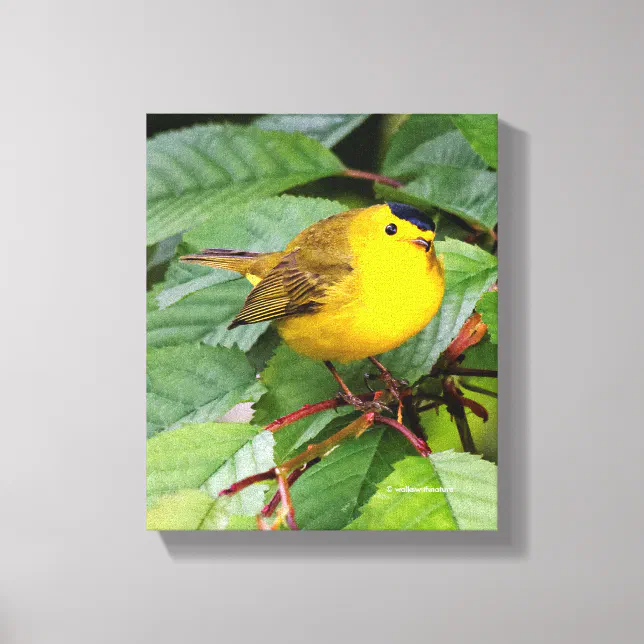 Beautiful Wilson's Warbler in the Cherry Tree Canvas Print