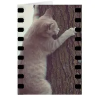 Film Rascal