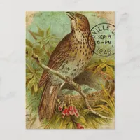 Vintage Thrush Postcard