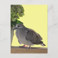 Postcard - Fledgling Dove