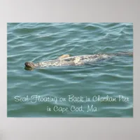 Seal Floating on Back in Chatham Pier in Cape Cod Poster