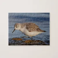 Cute Sanderling Sandpiper Strolls a Winter Beach Jigsaw Puzzle