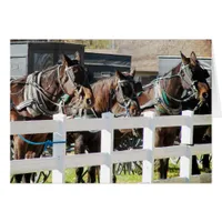 A Line of Amish Horses