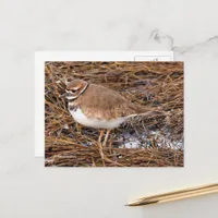 Killdeer Shorebird in Freezing Mudflats Postcard