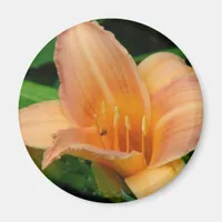 Daylily 2 magnet