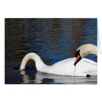 Swans Feeding