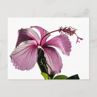 Pink Hibiscus Flower Side View Postcard