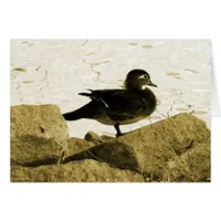 Wood Duck Hen