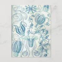 Ctenophorae Postcard