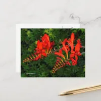 Red Crocosmia Lucifer Coppertips Flowers Postcard