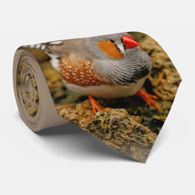 Zebra Finch on the Rocks Tie