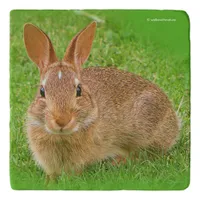 Cute Bunny Chewing Greens on the Golf Fairway Trivet