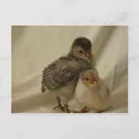 Adorable Blue Gray Chicks Postcard