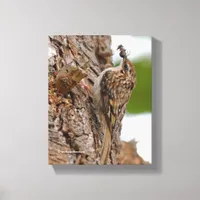 American Treecreeper with Bug Canvas Print