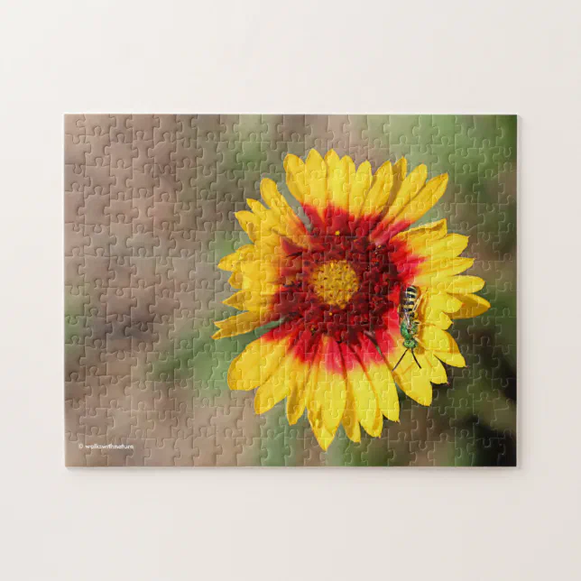 Green Sweat Bee Pollinating Wild Blanketflower Jigsaw Puzzle