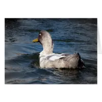 Duck in Water