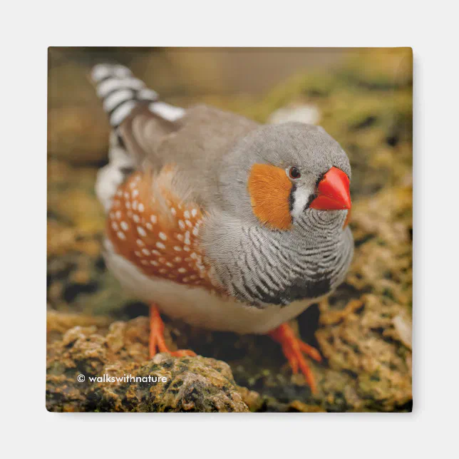 Male Zebra Finch on the Rocks Magnet