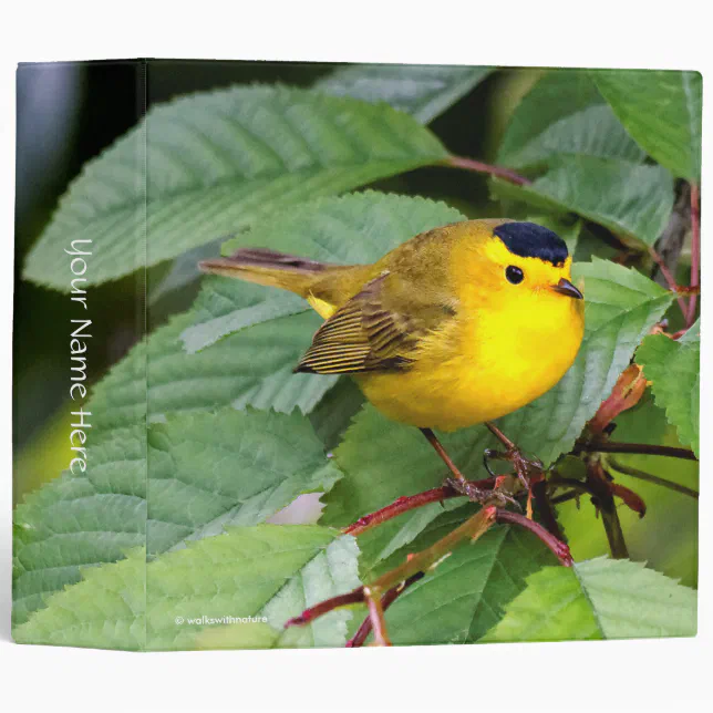 Cute Wilson's Warbler Songbird in the Cherry Tree 3 Ring Binder