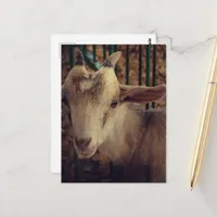 Goat Kid at the County Fair Postcard
