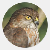 Gorgeous Sharp-Shinned Hawk Comes A-Callin' Classic Round Sticker