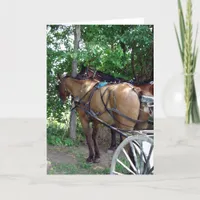 Amish Horses Card