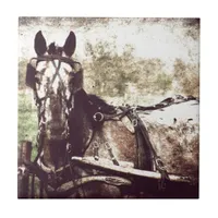 Appaloosa Horse Tile