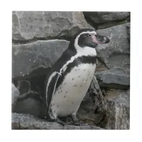 Humboldt Penguin Close-up Photo Ceramic Tile