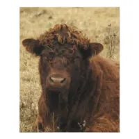 Brown Cow Relaxing on Farm   Photo Print