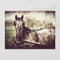 Appaloosa Horse Postcard
