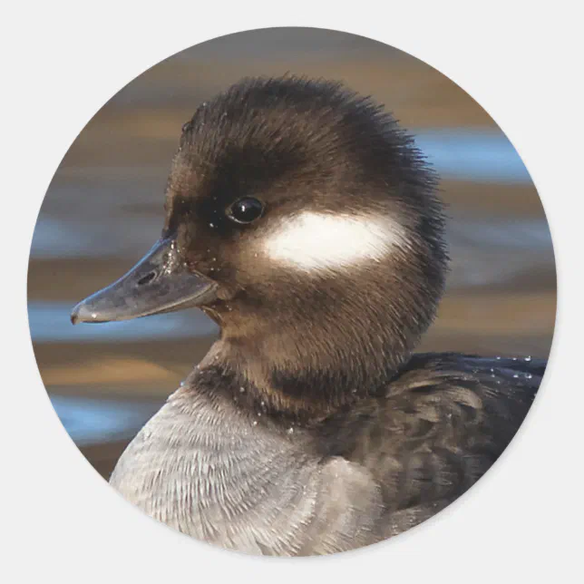 Sweet Bufflehead Duck on Sunlit Waters Classic Round Sticker