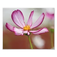 Purple Garden Cosmo Flower Close-up Photo Print