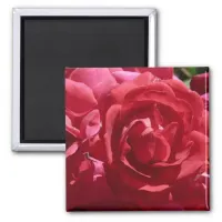 Red Roses Magnet