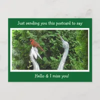 Cardinal Hiding saying Hello and Miss You Postcard