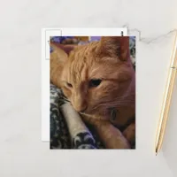 Adorable Sleepy Ginger Kitty Postcard