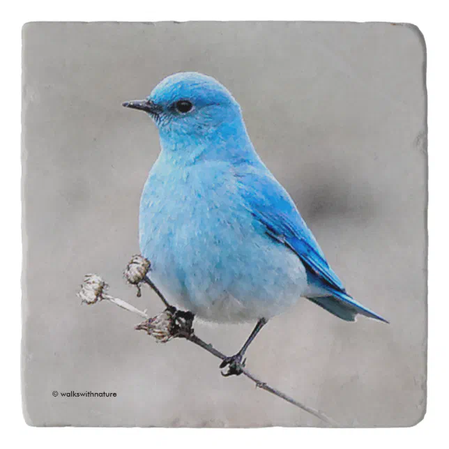 Beautiful Mountain Bluebird on the Tansy Trivet