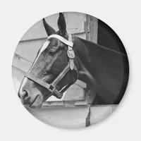 Horse Magnet