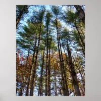 Beautiful Pine Trees Poster