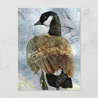 Canada Goose Grunge Postcard