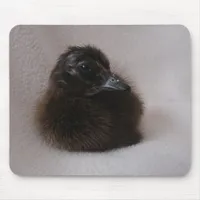 One Day Old Duckling Mouse Pad