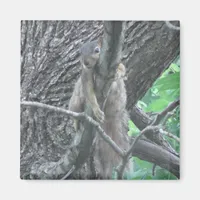 Adorable Squirrel Sleeping on a Branch Magnet